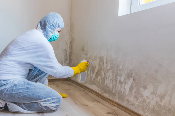 Licensed Commercial Mold Remediation service in River Forest, IL - WQB Mold Removal
